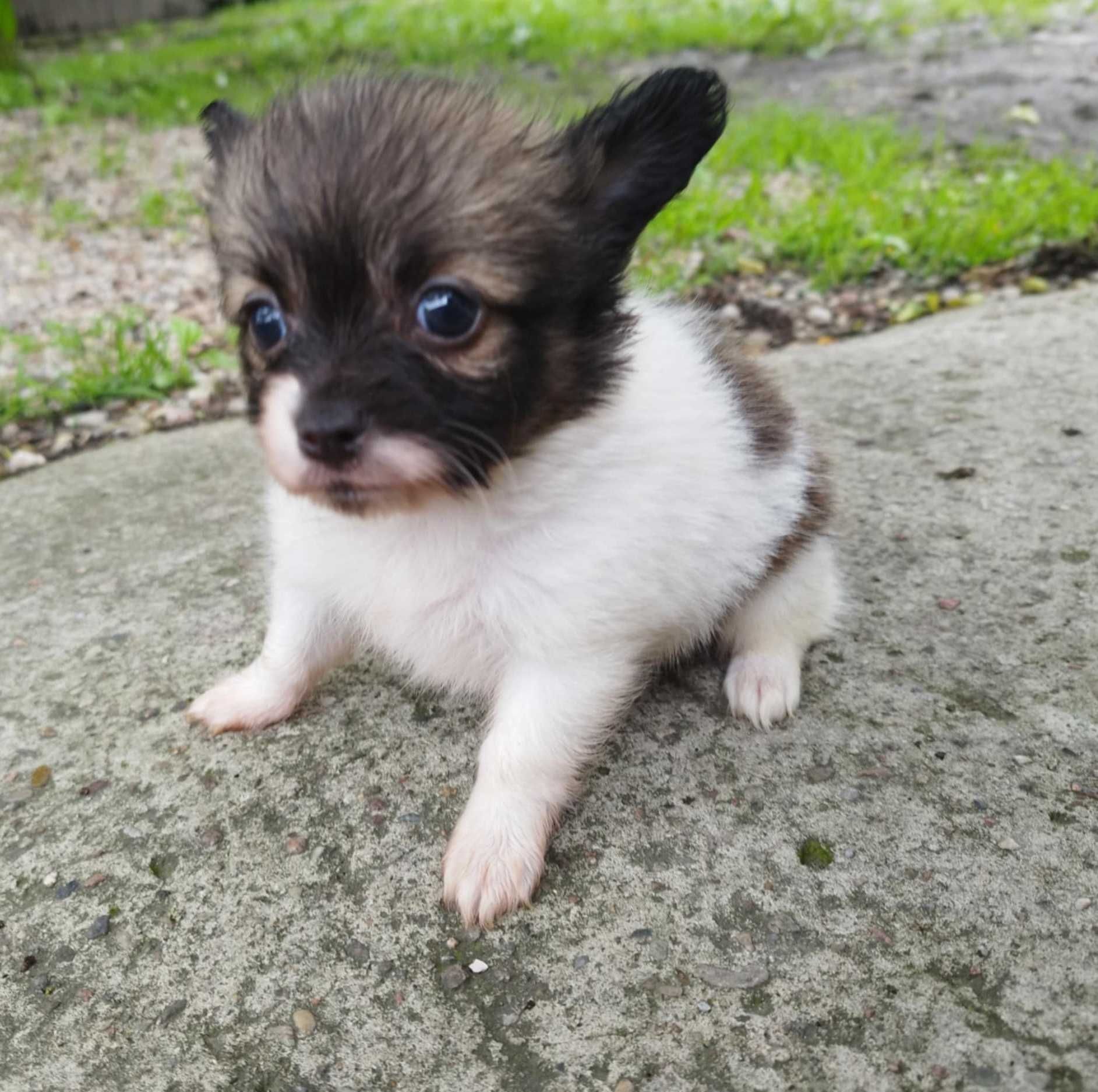 Chihuahua - szczeniak