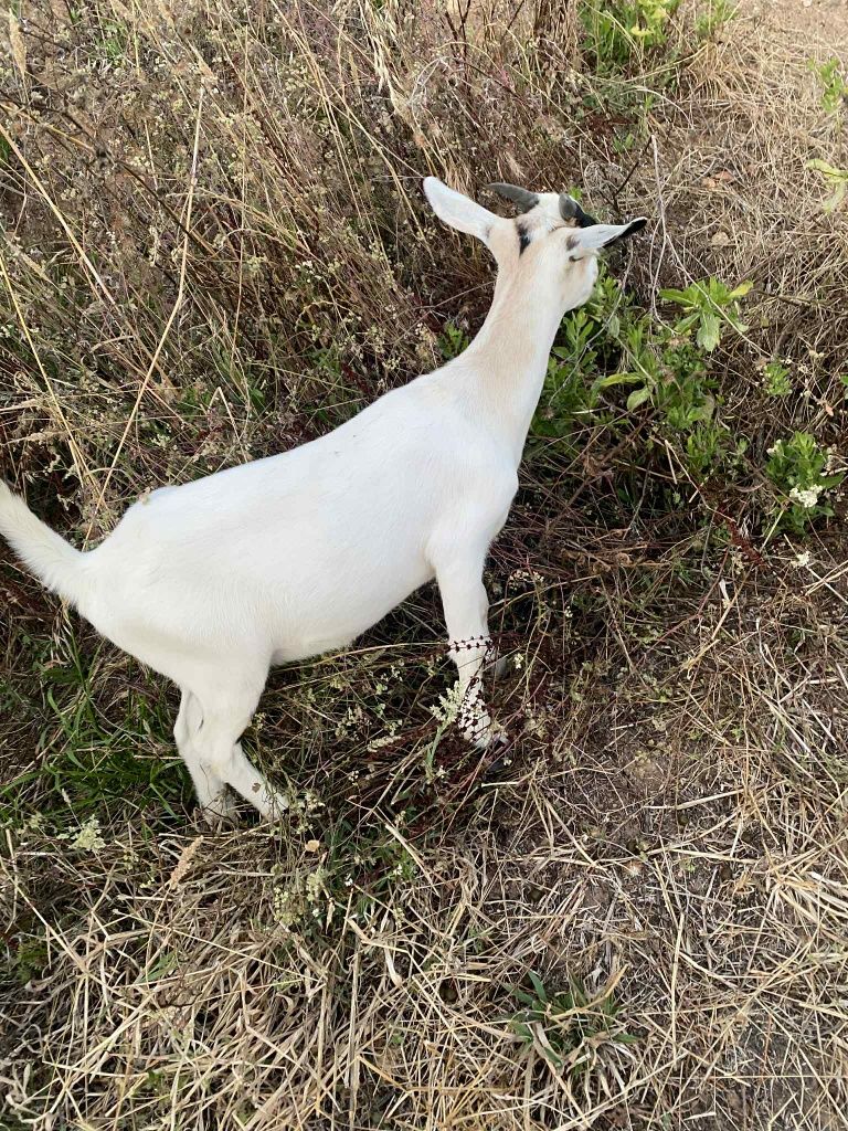 Cabras anãs machos e fêmeas