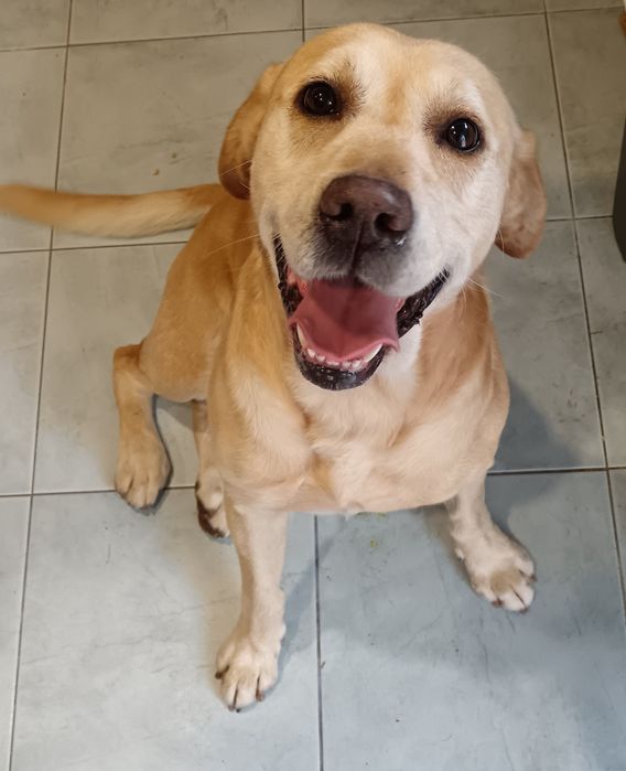 Dois labradores com 5/6 anos para doação !!?