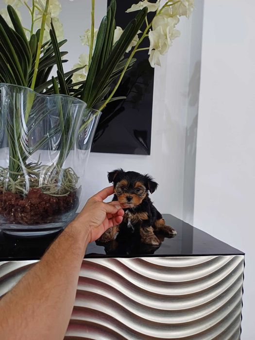 Yorkshire Terrier  Miniatura - MACHO