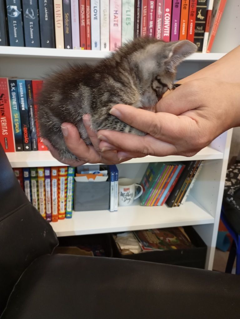 Gatinhos para adoção