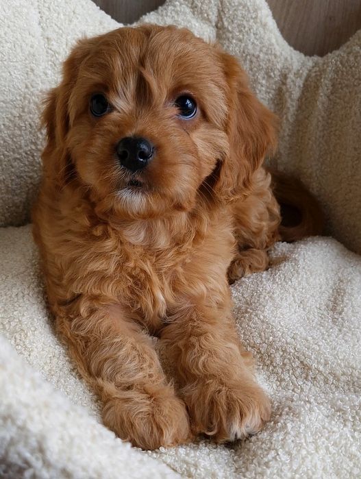 Suczka Cavapoo f1 ** Havana  **