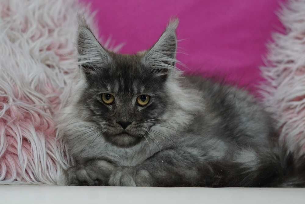 Kocurek maine coon