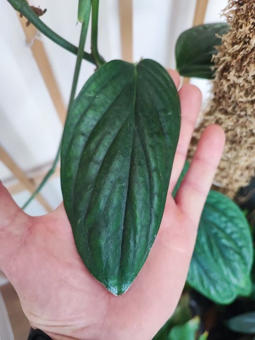 Monstera Karstenianum Peru