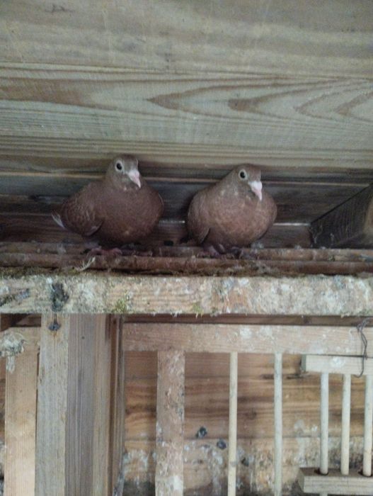 Sprzedam gołębie pocztowe
