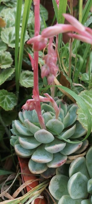 Cactus e diversas soculentas