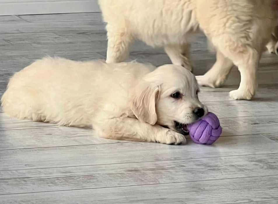 Piękny piesek Golden Retriever