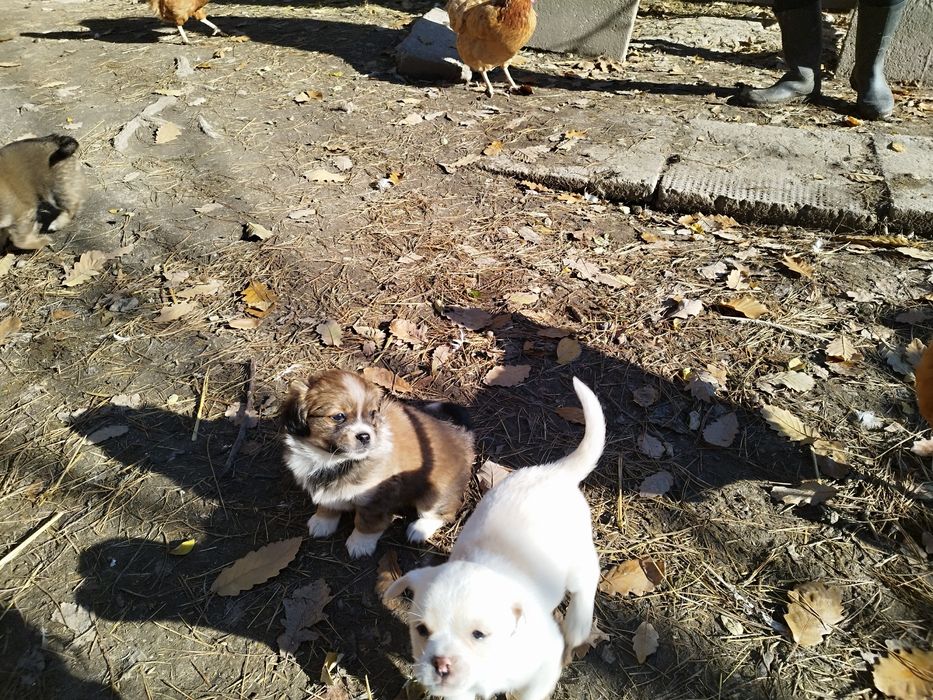 Małe pieski , kundelki , szczeniaki