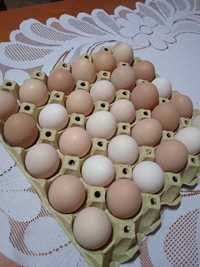 Świeże jaja wiejskie
