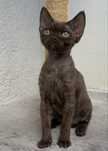 Czekoladowa kotka devon rex FPL