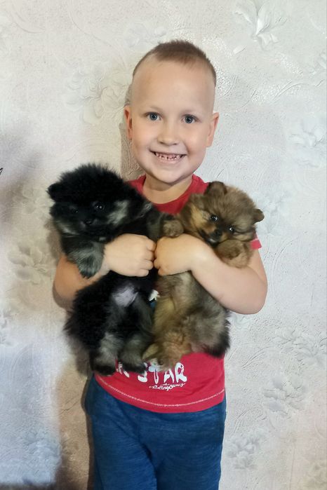 Вязка померанский шпиц