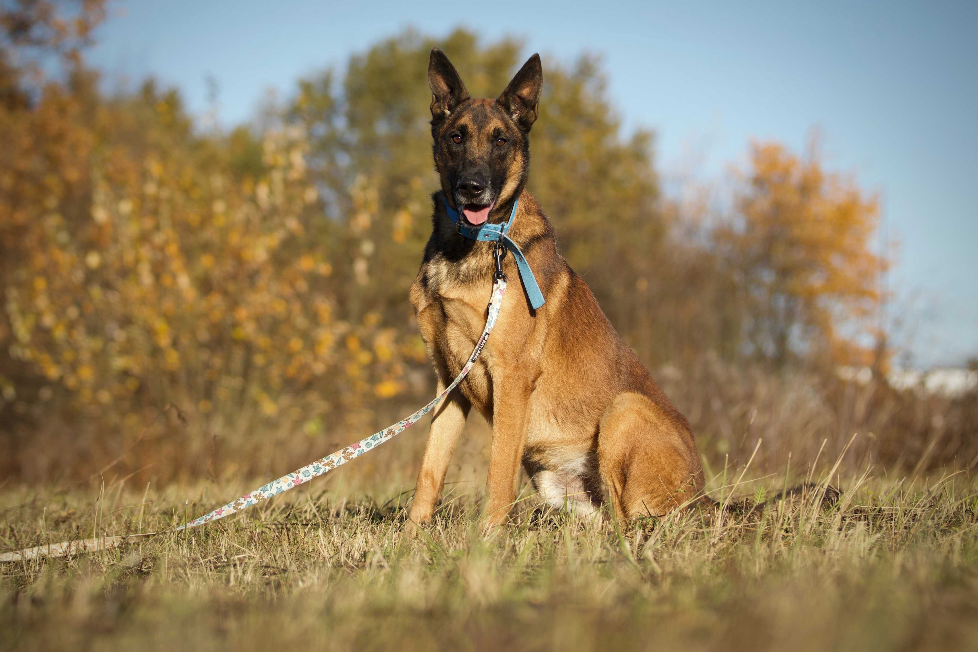 Maks, młody belg do adopcji