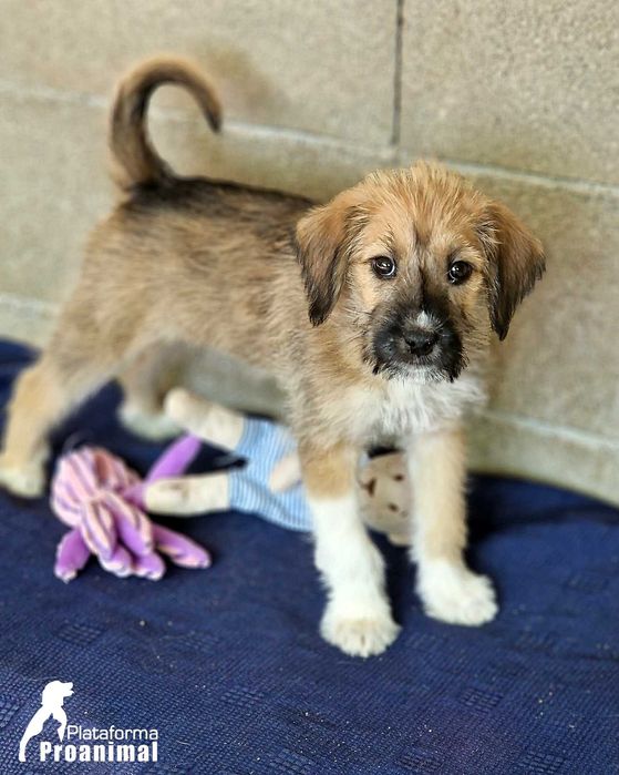 TUFINHA - Cadelinha bebe para adoção!