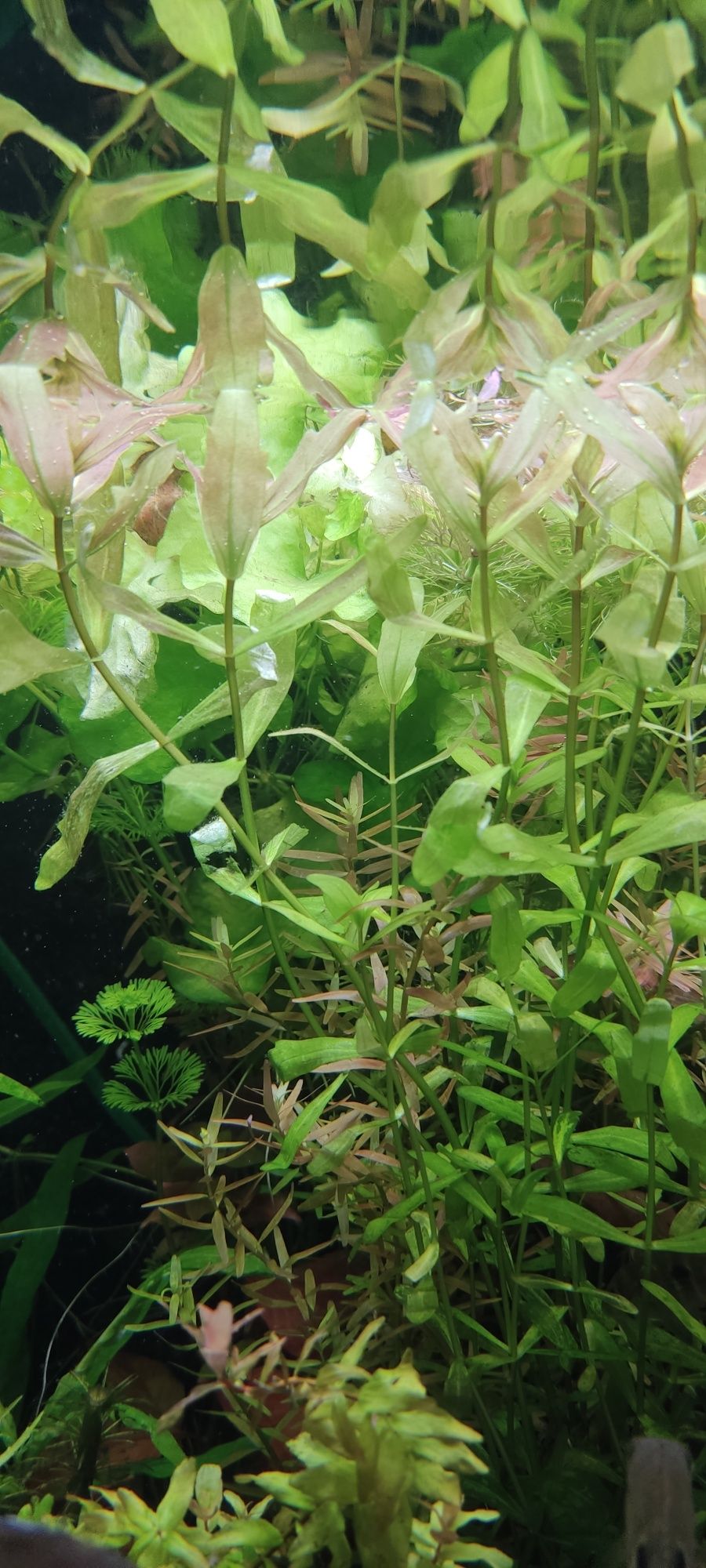 Dębówka meksykańska rośliny akwarium roślinki akwariowe