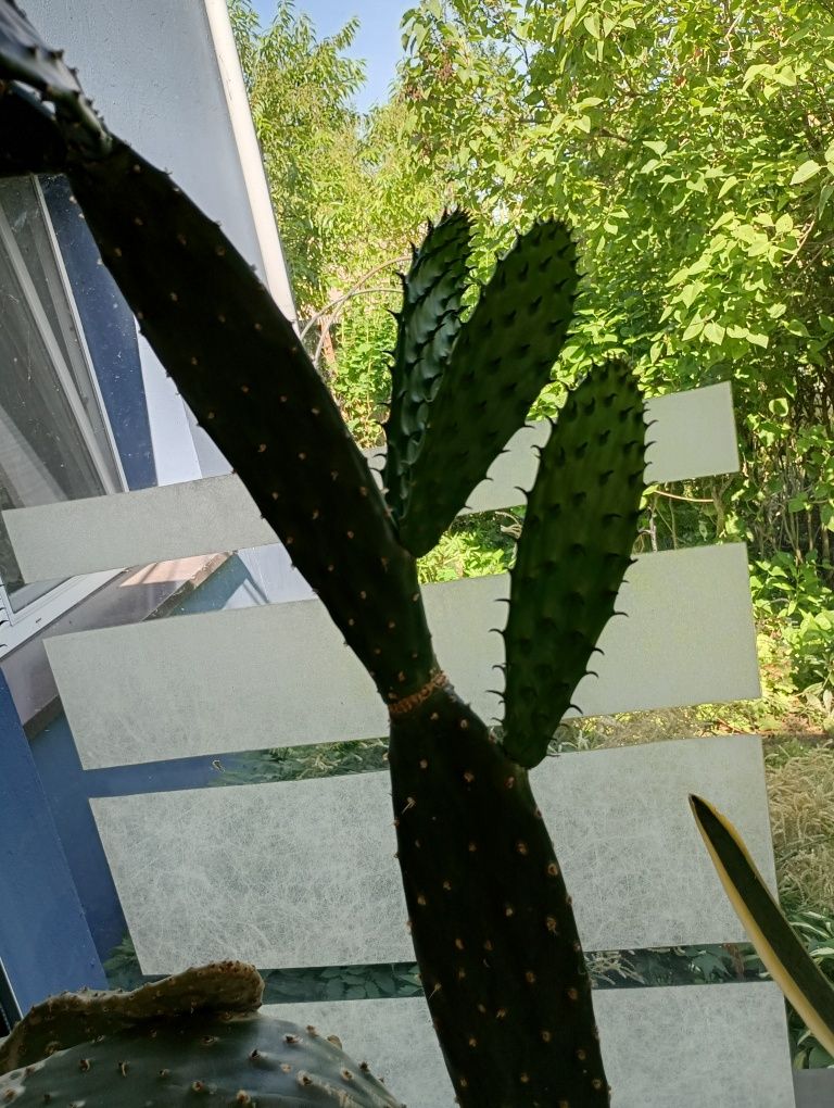 Kaktusy i sukulenty Opuncja i pitaje