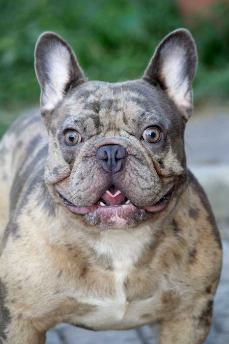 Французский бульдог