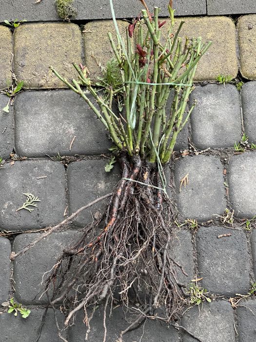 Саджанці троянд /саженцы роз