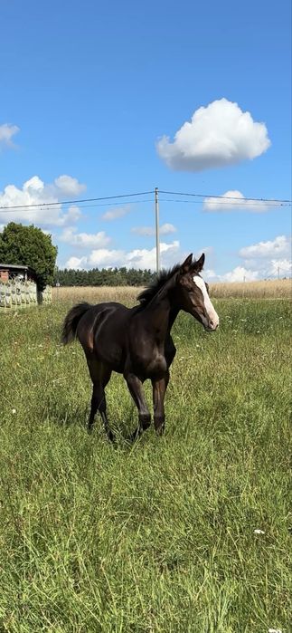 Klacz wielkopolska po Galapagosie 8 msc