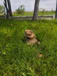 Szpic miniaturowy pomeranian piesek