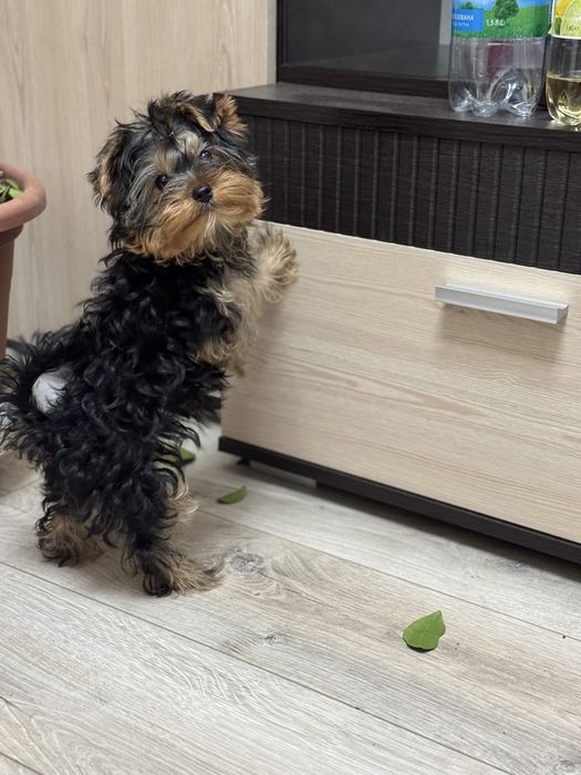 Продам дівчинку йорка