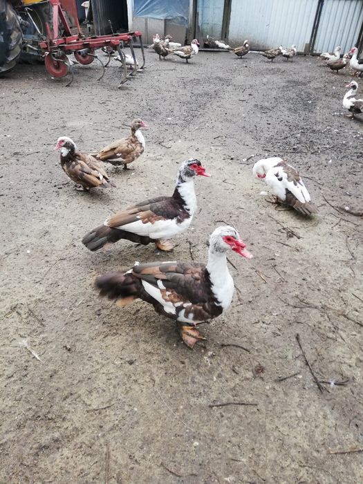 Kaczki francuskie czekoladowe