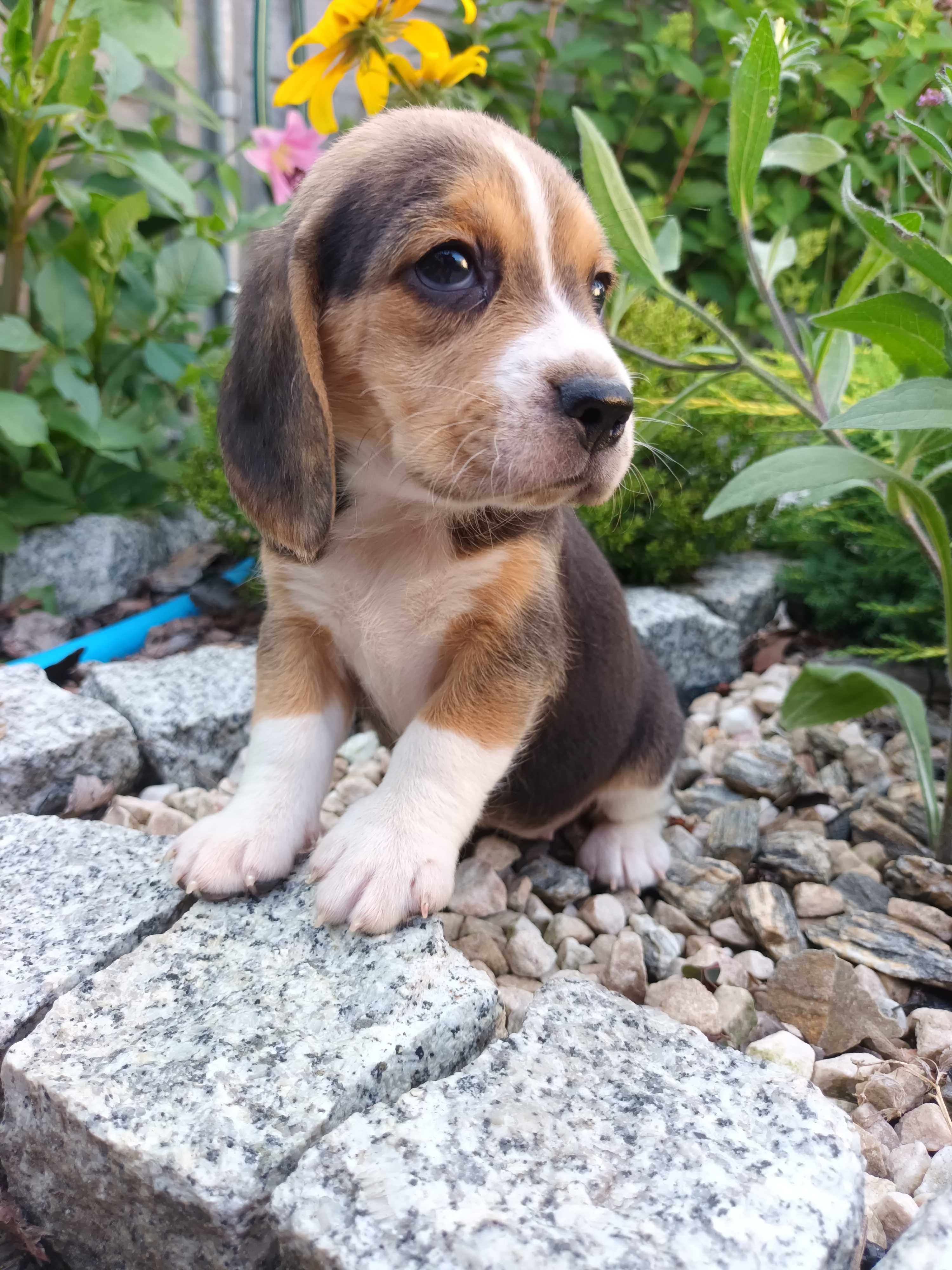 Beagel suczka gotowa do odbioru