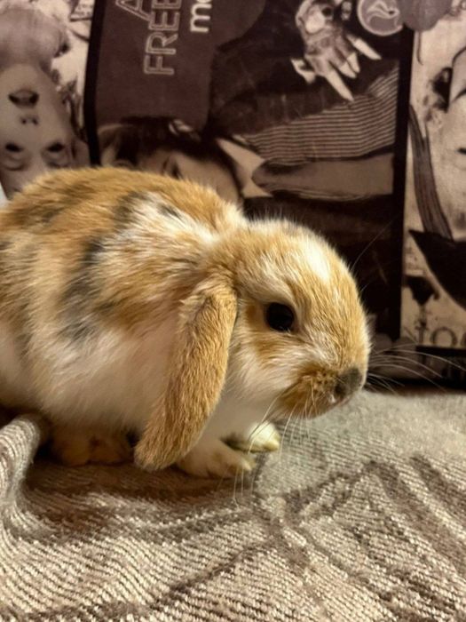 Карликові баранчики