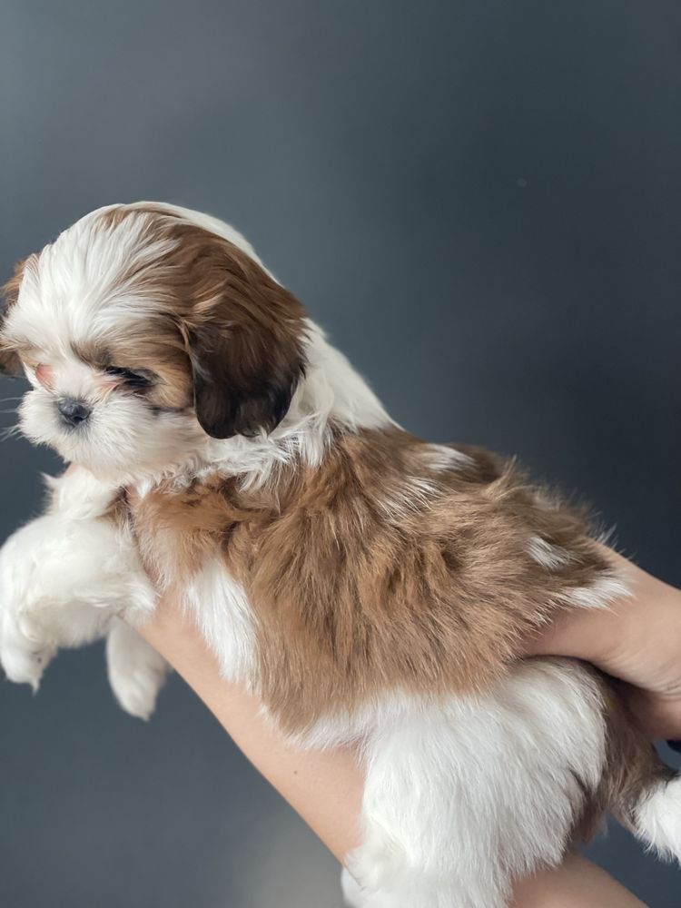 Maluszek Shih Tzu