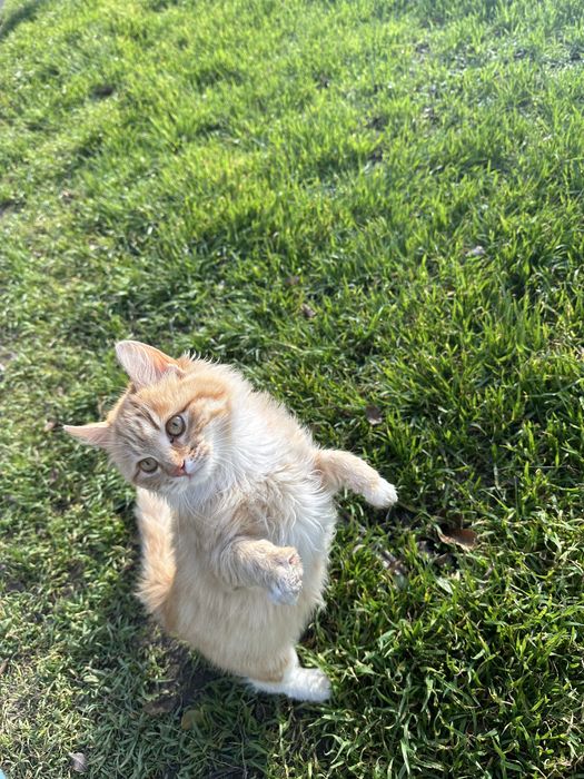 Срочно! Наймиліше грайливе кошеня,  дівчинка  мишеловка 4 місяця!