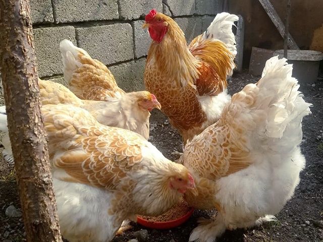 Яйце інкубаційне,курчата, Кохінхін біле золото, блакитний.
