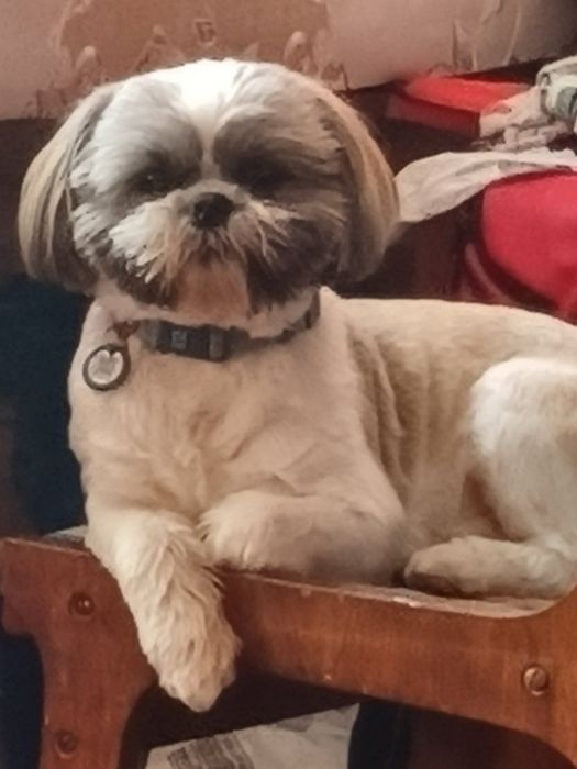 Хлопчик ши-тцу, вязка