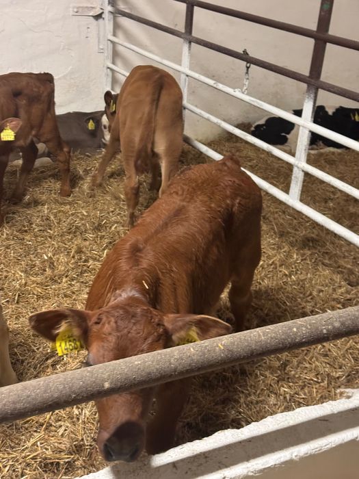 Cielaki byki jałówki Rejowiec dostawa cała Polska w cenie