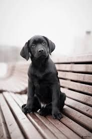 Открыта бронь на Черный окрас Лабрадор Ретривер щенки мальчики и дев.