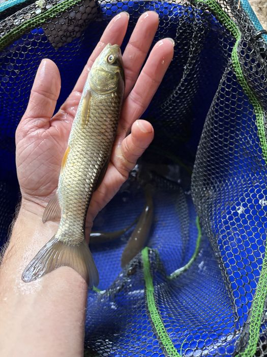 Narybek amur, karp, tołpyga , jesiotr, pstrąg, lin, złota orfa