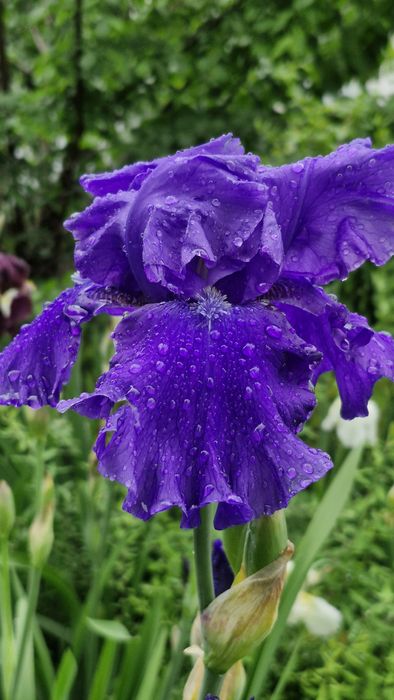 Іриси, півники, квіти садові багаторічні