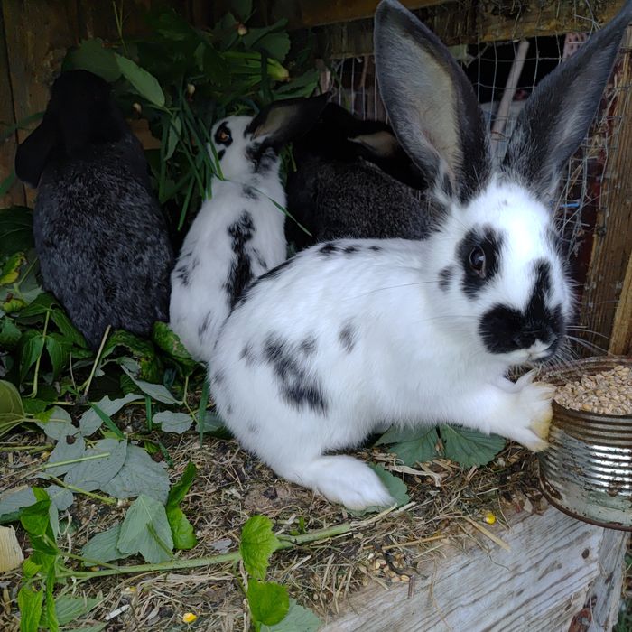 Młode króliki po samcu Srokaczu Niemieckim
