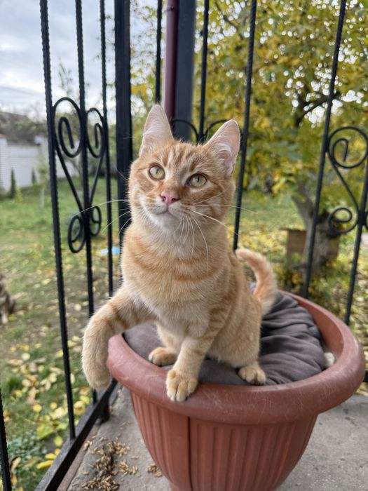 Кошенята шукають дім!