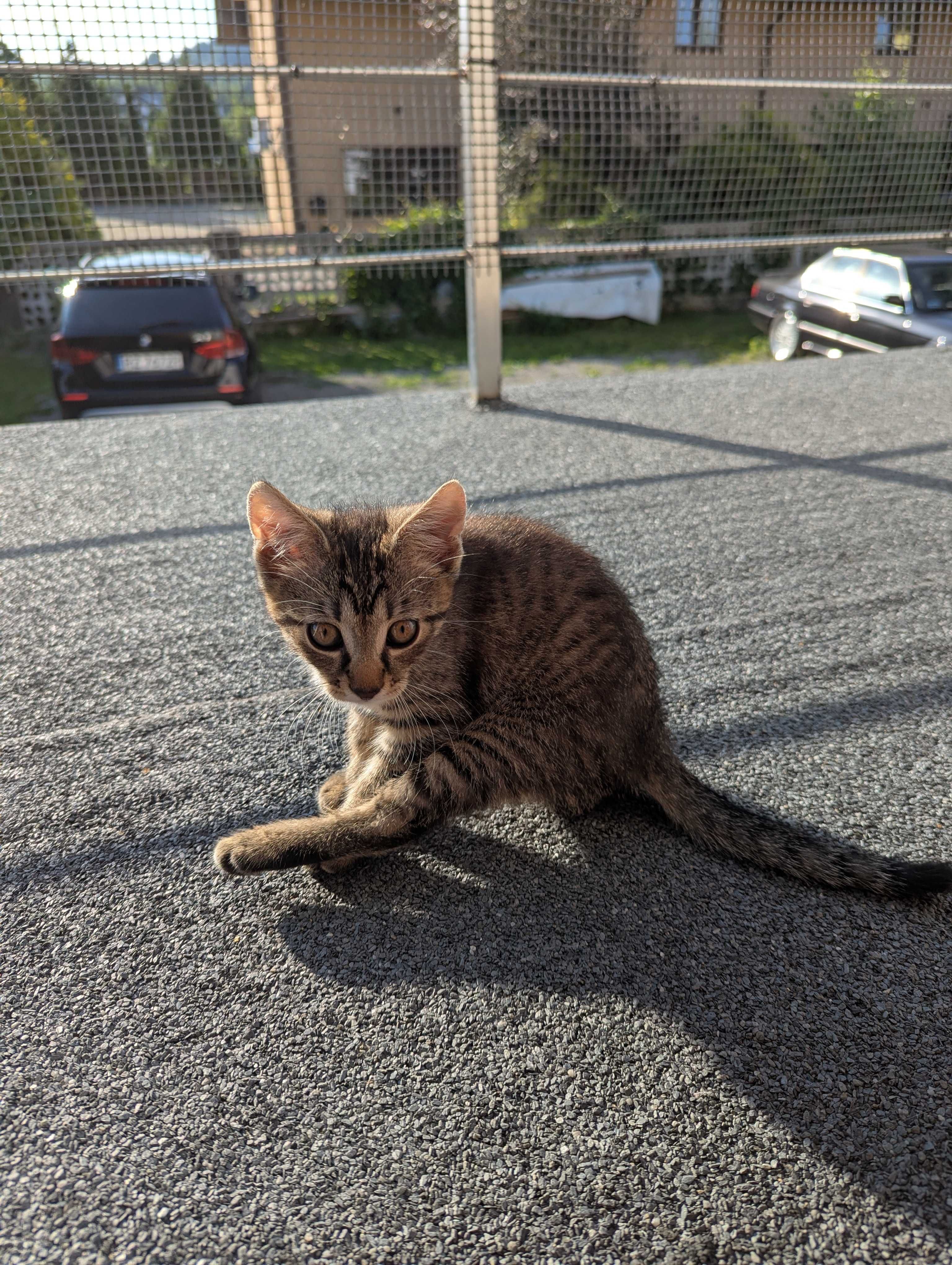 Kotki oddam w dobre ręce