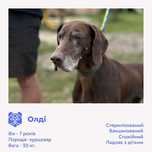 Олді, курцхаар, шукає дім