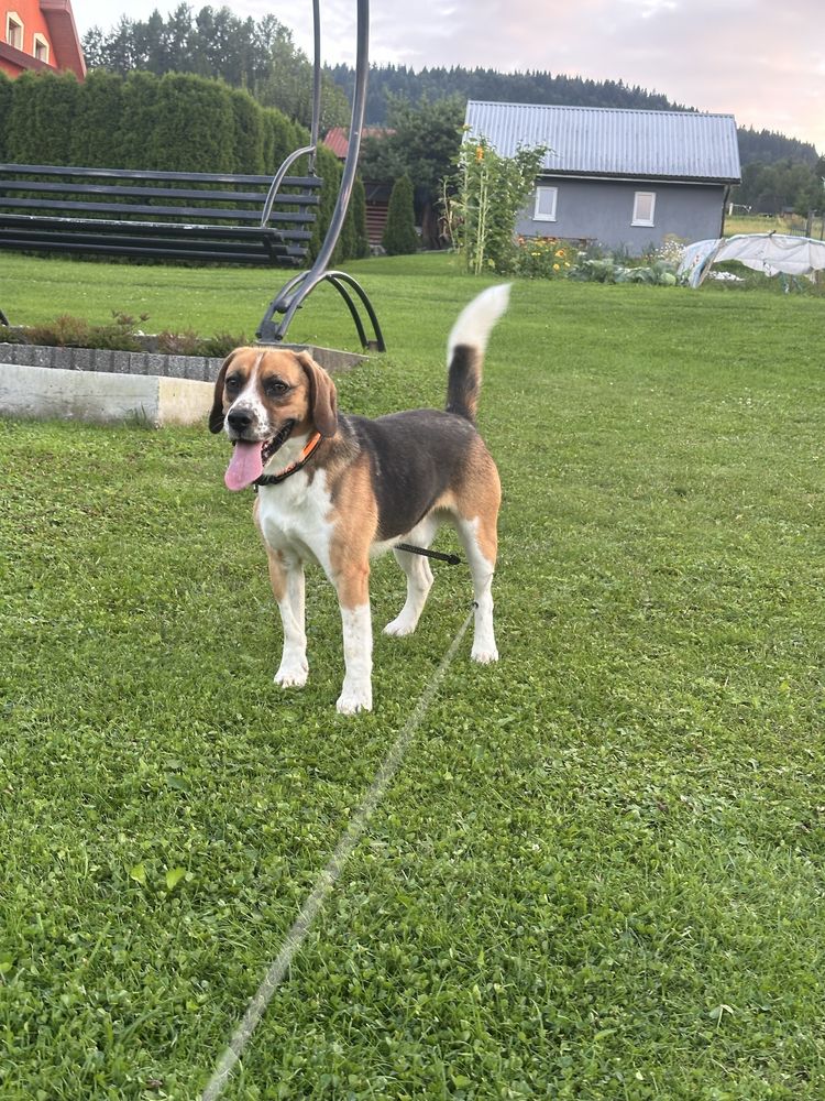 Pies Beagle z rodowodem