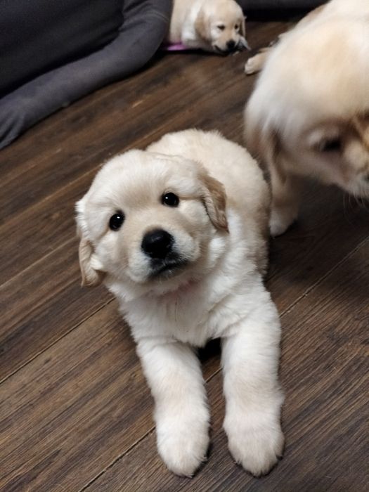 Цуценятка лабрадорів