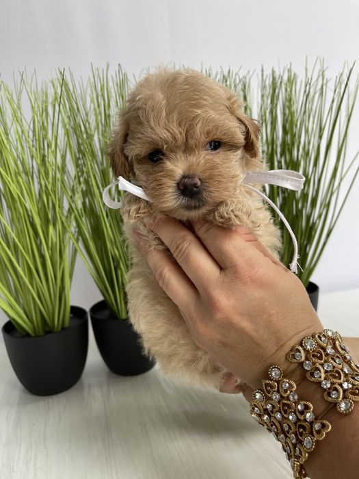 VIP Мальтипу F1 — Пухнасті дівчатка та хлопчик хочуть до вас