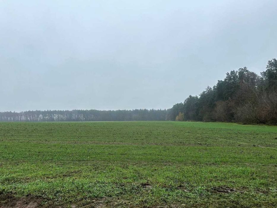 Продаж ділянки 335 соток біля лісу