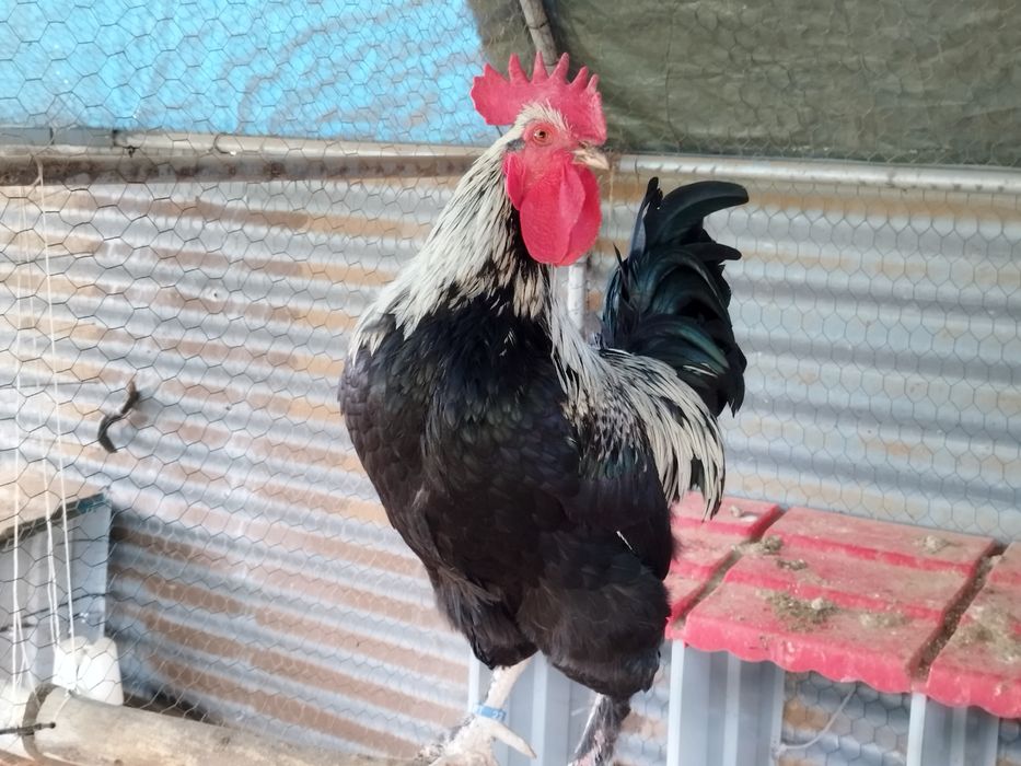 Galo Maran's preto/prata