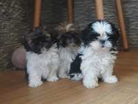 shih tzu cudny szczeniaczek