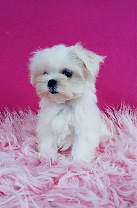 Maltańczyk MINI XS suczka Maltańczyki