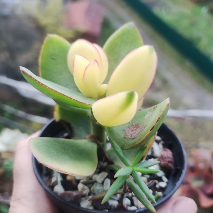 echeveria suyon crassula aeonium