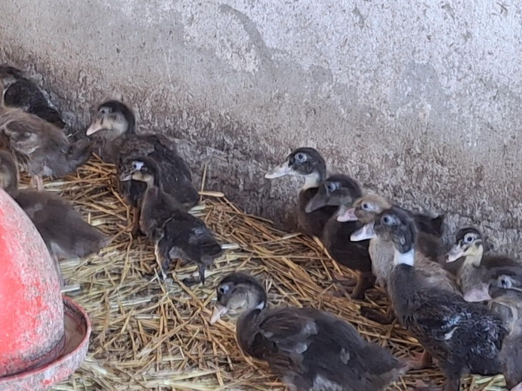 Kaczki mięsne Pekin Maximus, Mulard i Staropolska