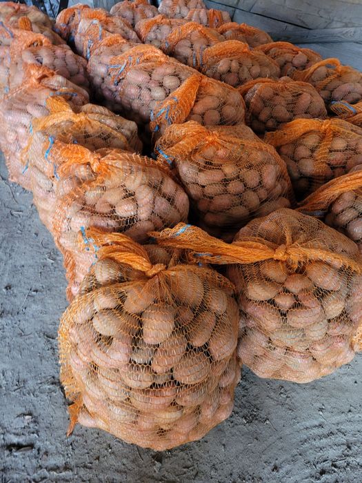 Sprzedam ziemniaki  20 kg oberon