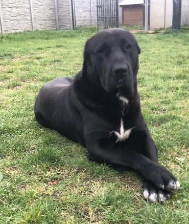 Owczarek Środkowoazjatycki szczenię Premium